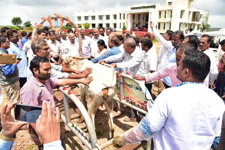 ಬೆಳಗಾವಿ ಜಿಲ್ಲೆ ಮತ್ತಿಕೊಪ್ಪದ ಕೆವಿಕೆ ಆವರಣದಲ್ಲಿ ಜಾನುವಾರುಗೆ ಲಸಿಕೆ ನೀಡುವ ಕಾರ್ಯಕ್ರಮಕ್ಕೆ ಬುಧವಾರ ಚಾಲನೆ ನೀಡಲಾಯಿತು. ರಾಜ್ಯಸಭಾ ಸದಸ್ಯ ಪ್ರಭಾಕರ ಕೋರೆ, ಶಾಸಕ ಮಹಾಂತೇಶ ದೊಡ್ಡಗೌಡರ ಇದ್ದಾರೆ