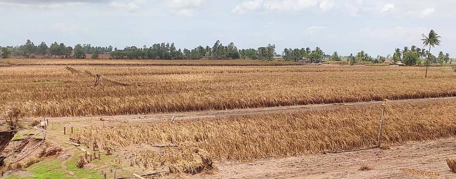 ಬೆಳಗಾವಿ ಜಿಲ್ಲೆ ಕೃಷ್ಣಾ ನದಿ ತೀರದಲ್ಲಿರುವ ಚಿಕ್ಕೋಡಿ, ಅಥಣಿ, ರಾಯಬಾಗ ತಾಲ್ಲೂಕುಗಳಲ್ಲಿ ಪ್ರವಾಹದಿಂದ ಕಬ್ಬಿನ ಗದ್ದೆಗಳು ಕೊಚ್ಚಿ ಹೋಗಿರುವ ಇಂತಹ ದೃಶ್ಯಗಳು ಸಾಮಾನ್ಯವಾಗಿವೆ- ಪ್ರಜಾವಾಣಿ ಚಿತ್ರ