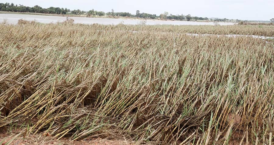 ಬಾಗಲಕೋಟೆ ತಾಲ್ಲೂಕಿನ ಕಲಾದಗಿ– ಕಾತರಕಿ ರಸ್ತೆಯಲ್ಲಿ ಘಟಪ್ರಭಾ ನದಿ ಪ್ರವಾಹಕ್ಕೆ ಸಿಲುಕಿ ಹಾಳಾಗಿರುವ ಕಬ್ಬು  ಪ್ರಜಾವಾಣಿ ಚಿತ್ರ: ಮಂಜುನಾಥ ಗೋಡೆಪ್ಪನವರ