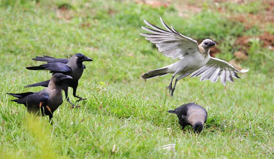 ಕಪ್ಪು ಕಾಗೆಗಳ ಮಧ್ಯ ಬಿಳಿ ಕಾಗೆ ಹಾರುತ್ತಿರುವ ದೃಶ್ಯ