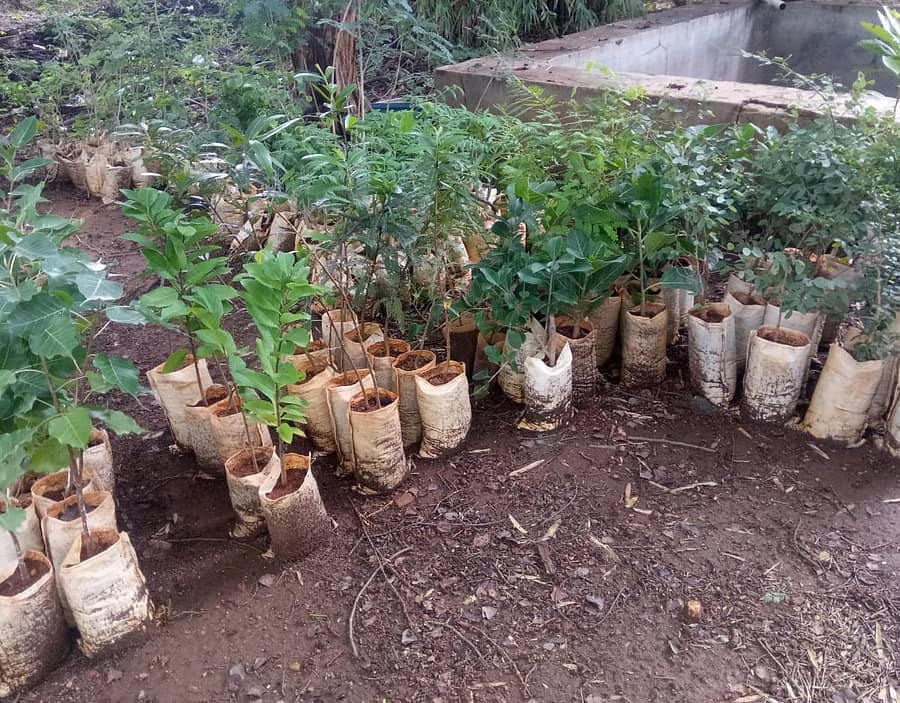 ರಾಯಚೂರು ಕೃಷಿ ವಿಜ್ಞಾನಗಳ ವಿಶ್ವವಿದ್ಯಾಲಯದಲ್ಲಿ ಹಸಿರು ಪದವಿಧಾರಣೆ ಆರಂಭಿಸಲು ಸಸಿಗಳನ್ನು ತಂದಿಡಲಾಗಿದೆ