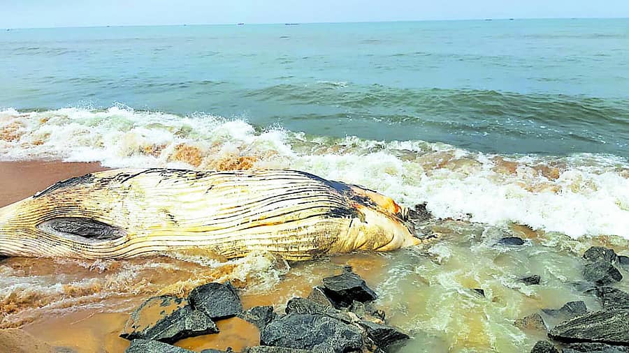 ಕೋಡಿ ಕಡಲ ಕಿನಾರೆಯಲ್ಲಿ ತಿಮಿಂಗಲದ ಅವಶೇಷ ಪತ್ತೆಯಾಗಿದೆ.