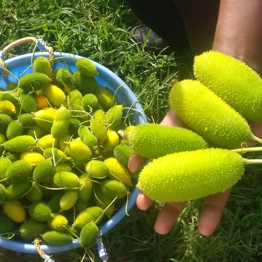 ಅಸ್ಸಾಂ ವೆರೈಟಿ ತಳಿ