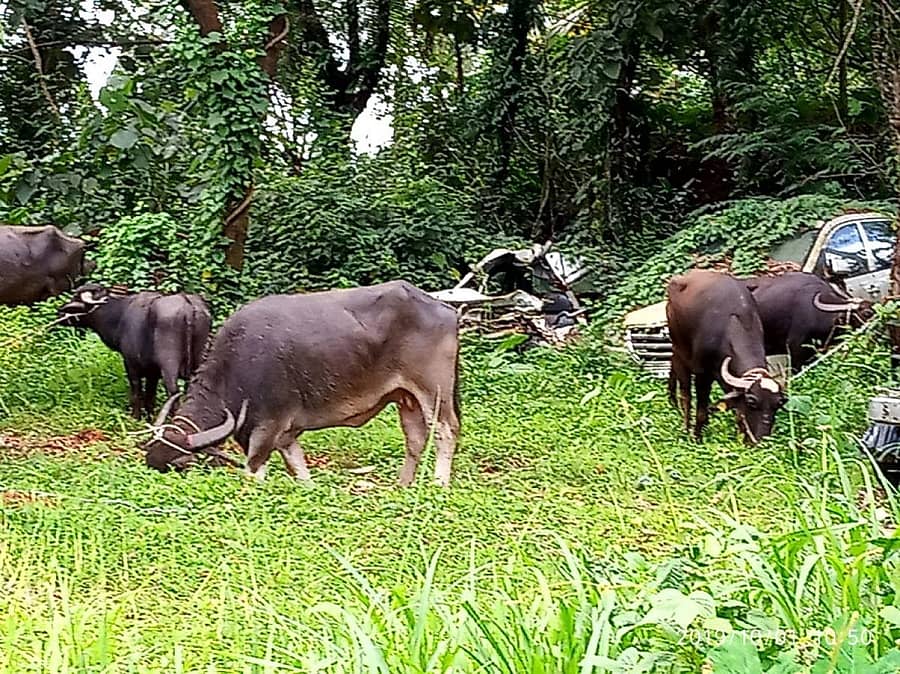 ಉಪ್ಪಿನಂಗಡಿ ಪೊಲೀಸರು ನೆಲ್ಯಾಡಿಯಲ್ಲಿ ಅಕ್ರಮವಾಗಿ ಜಾನುವಾರು ಸಾಗಾಟವಾಗುತ್ತಿದ್ದ ಪ್ರಕರಣವನ್ನು ಪತ್ತೆ ಹಚ್ಚಿ 29 ಜಾನುವಾರುಗಳನ್ನು ವಶಕ್ಕೆ ತೆಗೆದುಕೊಂಡಿದ್ದಾರೆ.