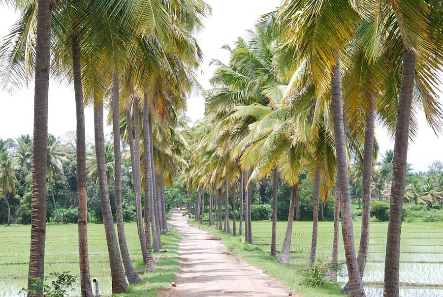 ಕಾವೇರಿ ನದಿ ತೀರದಲ್ಲಿ ಗದ್ದೆ ಬಯಲಿನ ನಡುವೆ ಅರಳಿ ನಿಂತಿರುವ ತೆಂಗಿನಮರಗಳ ಸಾಲು