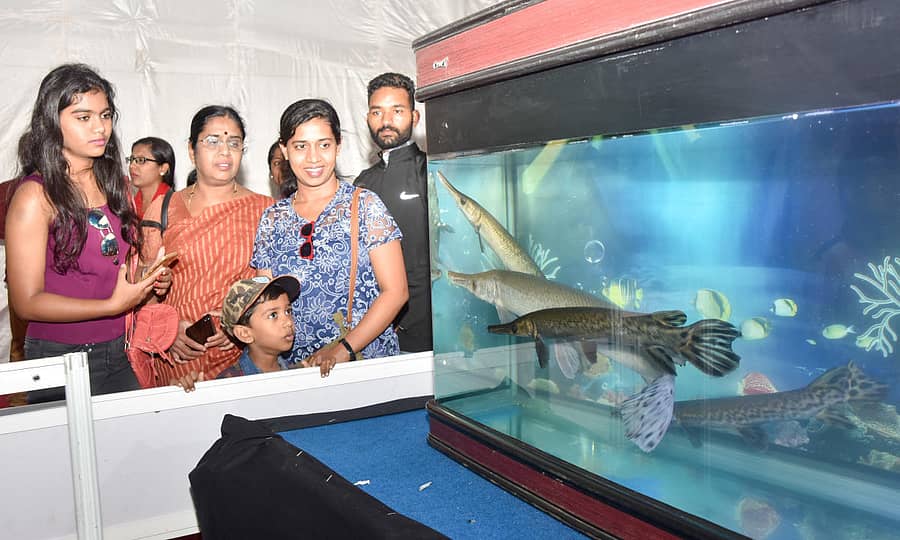 ಮೈಸೂರು ದಸರಾ ಮಹೋತ್ಸವದ ಅಂಗವಾಗಿ ಜೆ.ಕೆ.ಮೈದಾನದಲ್ಲಿ ಮಂಗಳವಾರ ನಡೆದ ‘ಮತ್ಸ್ಯಮೇಳ’ದಲ್ಲಿರುವ ಅಕ್ವೇರಿಯಂ ವೀಕ್ಷಿಸುತ್ತಿರುವ ಜನರು –ಪ್ರಜಾವಾಣಿ ಚಿತ್ರ