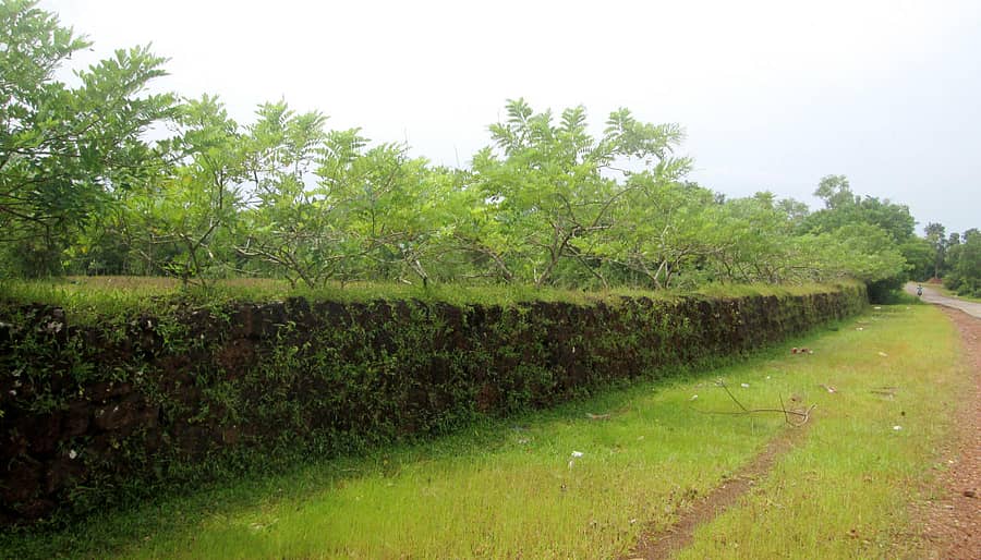 ಕುಮಟಾ ತಾಲ್ಲೂಕಿನ ಮುರೂರು ರಸ್ತೆಯ ಬದಿಯಲ್ಲಿ ಅರಣ್ಯ ಇಲಾಖೆಯ ಪರಿಹಾರಾತ್ಮಕ ನೆಡುತೋಪು (ಕಾಂಪಾ) ರಕ್ಷಣೆಗೆ ಚಿರೆಕಲ್ಲು ಕಾಂಪೌಂಡ್ ಮೇಲೆ ಗೊಬ್ಬರದ ಗಿಡಗಳನ್ನು ಬೆಳೆಸಿರುವುದು.