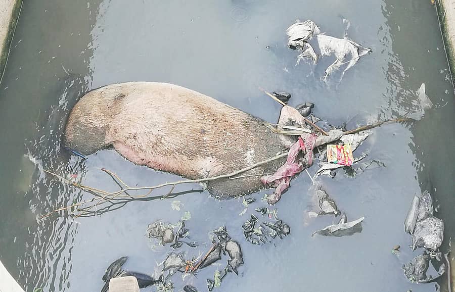 ಮುಂಡರಗಿಯ ದೊಡ್ಡ ಚರಂಡಿಯಲ್ಲಿ ಸತ್ತು ಬಿದ್ದಿರುವ ಹಂದಿ