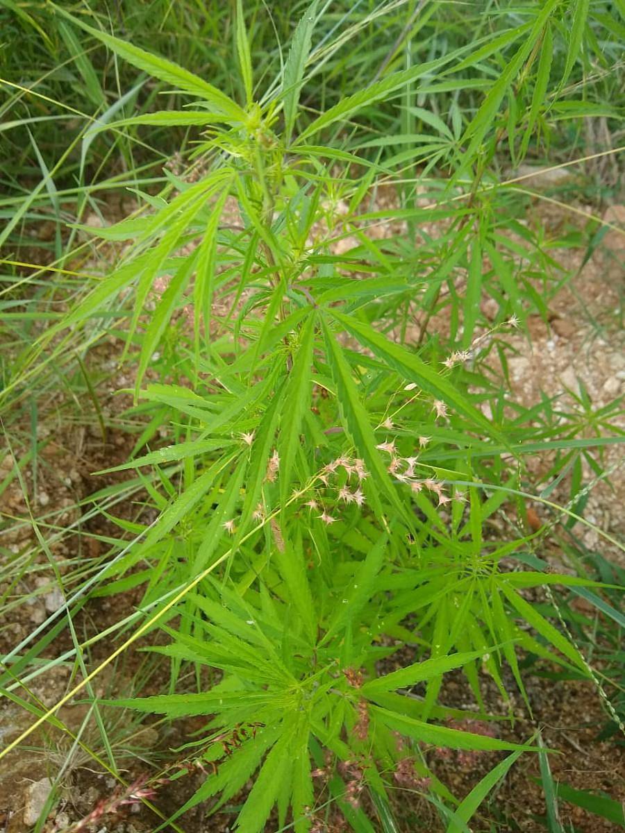 ಕನಕಪುರ ತಾಲ್ಲೂಕಿನ ತಿಮ್ಮನದೊಡ್ಡಿ ಗ್ರಾಮದ ಹೊಲವೊಂದರಲ್ಲಿ ಬೆಳೆಯಲಾದ ಗಾಂಜಾ ಸೊಪ್ಪು