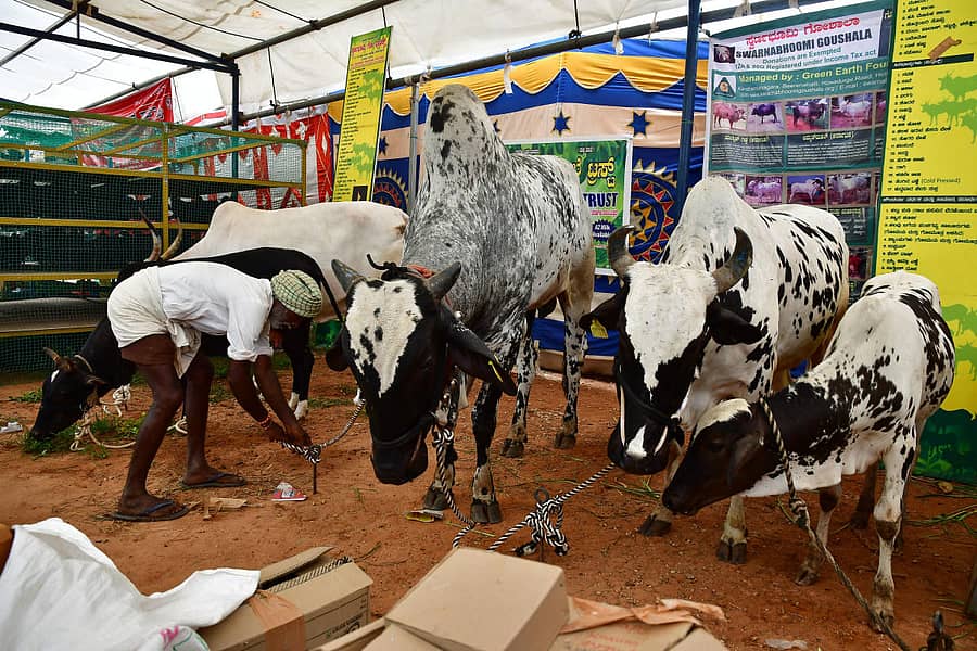 ಕೃಷಿಮೇಳದಲ್ಲಿ ನೋಡುಗರ ಗಮನಸೆಳೆದ ದೇವಣಿ ತಳಿಯ ಹಸುಗಳು ಪ್ರಜಾವಾಣಿ ಚಿತ್ರ/ ಕೃಷ್ಣಕುಮಾರ್‌ ಪಿ.ಎಸ್‌.
