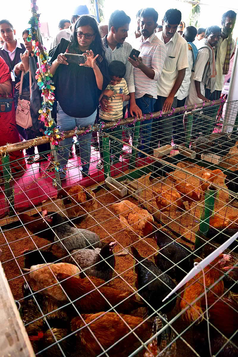 ಕೃಷಿ ವಿಶ್ವವಿದ್ಯಾನಿಲಯ ಬೆಂಗಳೂರು ಆಯೋಜಿಸಿದ್ದ ಕೃಷಿಮೇಳದಲ್ಲಿ ಶುಕ್ರವಾರ ಕೇಂದ್ರೀಯ ಕೋಳಿ ಅಭಿವೃದ್ಧಿ ಸಂಸ್ಥೆ ಮಳಿಗೆಯಲ್ಲಿ ಪ್ರದರ್ಶಿಸಲಾದ ವಿವಿಧ ತಳಿಯ ಕೋಳಿಗಳು ಎಲ್ಲರ ಗಮನ ಸೆಳೆಯಿತು –ಪ್ರಜಾವಾಣಿ ಚಿತ್ರ/ಕೃಷ್ಣಕುಮಾರ್ ಪಿ.ಎಸ್