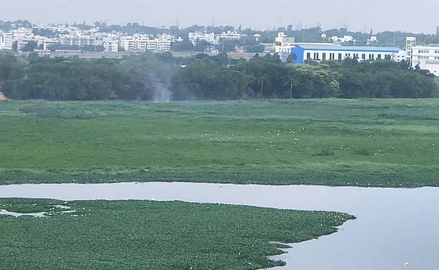 ಹೂಳಿನಿಂದ ತುಂಬಿರುವ ಬೆಳ್ಳಂದೂರು ಕೆರೆಯ ನೀರು ಕಪ್ಪು ಬಣ್ಣಕ್ಕೆ ತಿರುಗಿದೆ