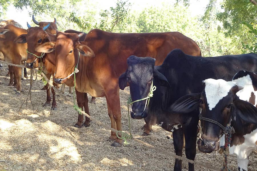 ಜಾನುವಾರುಗಳ ಸಾಂದರ್ಭಿಕ ಚಿತ್ರ