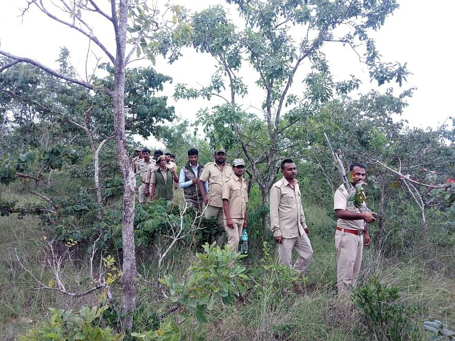 ಹುಣಸೂರು ಅರಬ್ಬಿತಿಟ್ಟು ಅರಣ್ಯ ಪ್ರದೇಶದಲ್ಲಿ ಅರಣ್ಯ ಇಲಾಖೆ ಸಿಬ್ಬಂದಿ ಕಾರ್ಯಾಚರಣೆ ನಡೆಸಿದರು