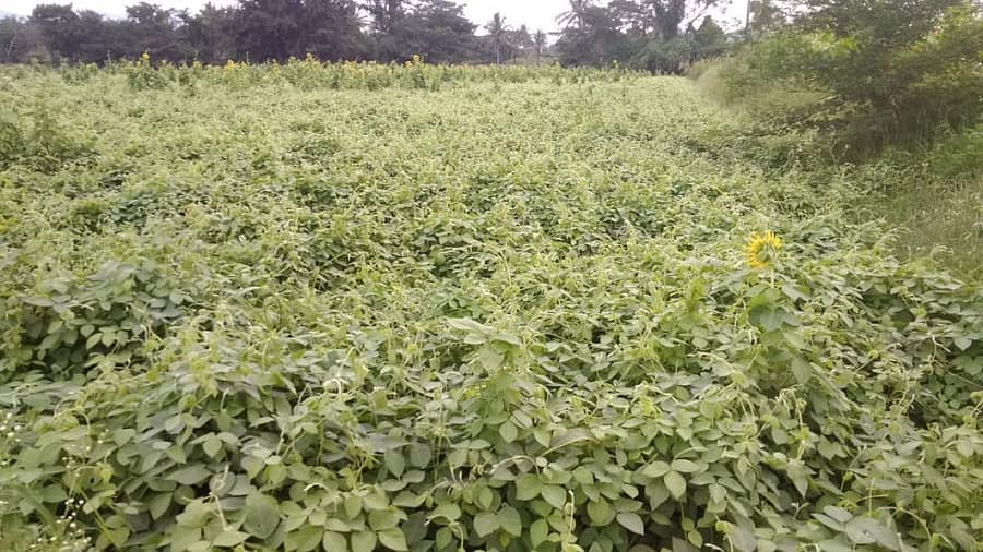 ಗುಂಡ್ಲುಪೇಟೆ ತಾಲ್ಲೂಕಿನ ಜಮೀನೊಂದರಲ್ಲಿ ನಳನಳಿಸುತ್ತಿರುವ ಹುರುಳಿ ಬೆಳೆ (ಎಡಚಿತ್ರ), ಕೊಳ್ಳೇಗಾಲ ತಾಲ್ಲೂಕಿನಲ್ಲಿ ಕಂಡು ಬಂದ ಭತ್ತದ ಗದ್ದೆಯ ನೋಟ