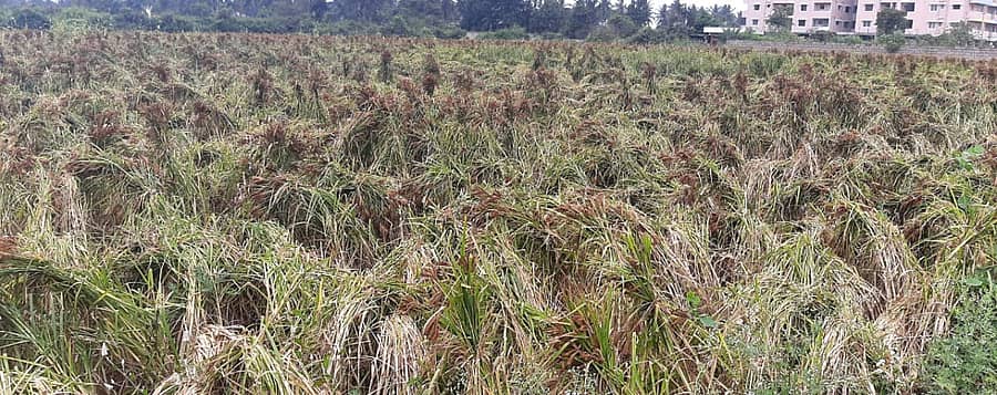 ರಾಗಿ ಬೆಳೆ ಕೂಡು ಕಟ್ಟು ವಿಧಾನ