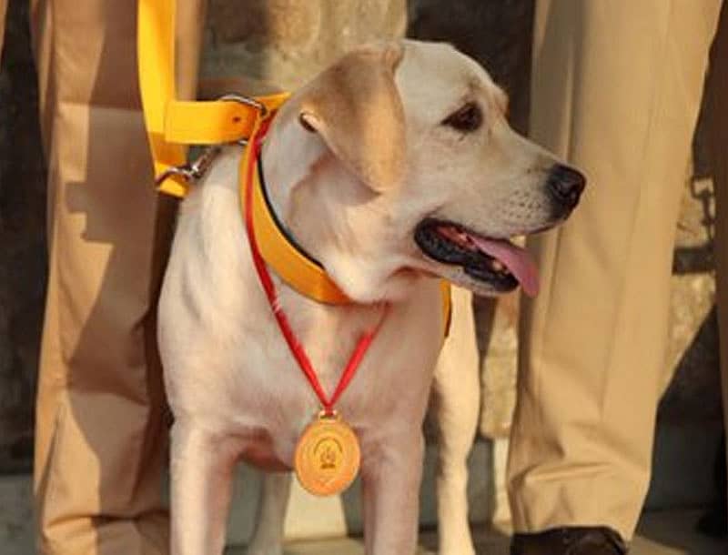 ಸಿಐಎಸ್ಎಫ್ನಲ್ಲಿ ಸೇವೆ ಸಲ್ಲಿಸಿ ನಿವೃತ್ತಿಯಾದ ನಾಯಿ