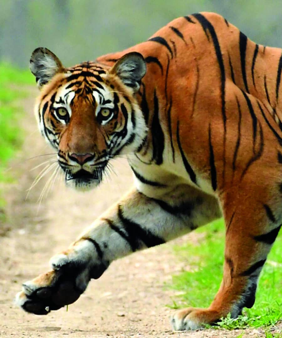 ಪ್ರಾತಿನಿಧಿಕ ಚಿತ್ರ