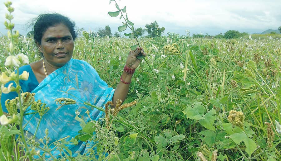 ಆಮೆಕೆರೆ ಬಳಿಯ ಅವರೆ ತಾಕಿನಲ್ಲಿ ಕಾಣಿಸಿಕೊಂಡ ರೋಗಬಾಧಿತ ಗಿಡಗಳು.
