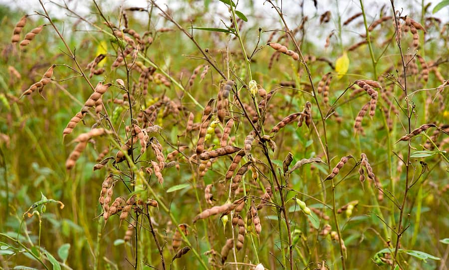 ಕಲಬುರ್ಗಿಯ ಆಳಂದ್ ರಸ್ತೆಯಲ್ಲ ಜಮೀನಿನಲ್ಲಿ ತೊಗರಿ ಬೆಳೆದ ರೈತ. (ಚಿತ್ರ: ಪ್ರಶಾಂತ್ ಜಿ.ಎಚ್.)