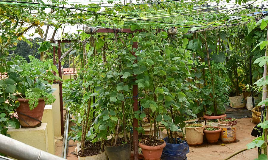 ಅಪ್ಪಯ್ಯ ರೆಡ್ಡಿ ಅವರ ಟೆರೆಸ್ ಗಾರ್ಡನ್