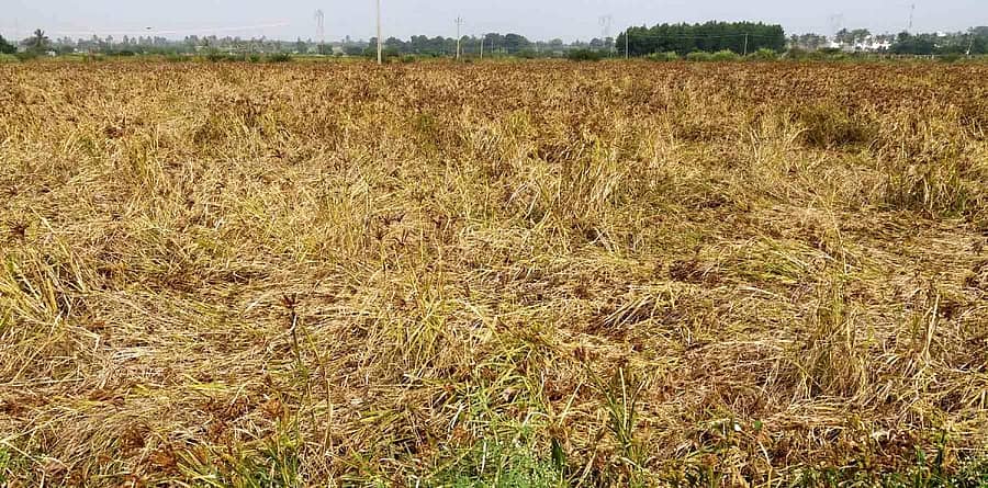 ವಿಜಯಪುರ ಹೋಬಳಿ ಹಾರೋಹಳ್ಳಿ ಬಳಿ ಮೋಡ ಮುಸುಕಿದ ವಾತಾವರಣ ಹಾಗೂ ಕಾರ್ಮಿಕರ ಕೊರತೆಯಿಂದಾಗಿ ಕಟಾವು ಮಾಡದೆ ಬಿಟ್ಟಿರುವ ರಾಗಿ ಬೆಳೆ