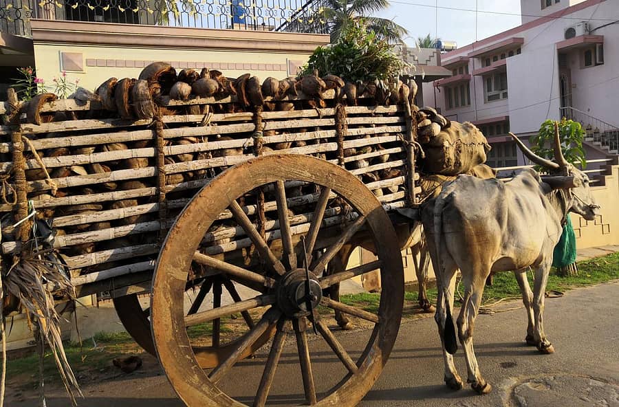 ಚಳಿಗಾಲ ನಿಧಾನವಾಗಿ ಆರಂಭವಾಗುತ್ತಲೇ ವ್ಯಾಪಾರಿಗಳು ಎತ್ತಿನಗಾಡಿಗಳಲ್ಲಿ ತೆಂಗಿನಕಾಯಿ ಸಿಪ್ಪೆಗಳನ್ನು ತುಂಬಿಕೊಂಡು ವ್ಯಾಪಾರಕ್ಕೆ ಇಳಿದಿದ್ದಾರೆ