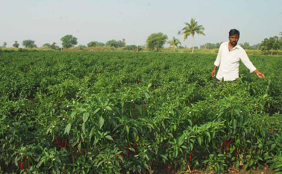 ಕಾಳಗಿ ಪಟ್ಟಣದ ಯುವ ರೈತ ದತ್ತಾತ್ರೇಯ ಮುಕರಂಬಿ