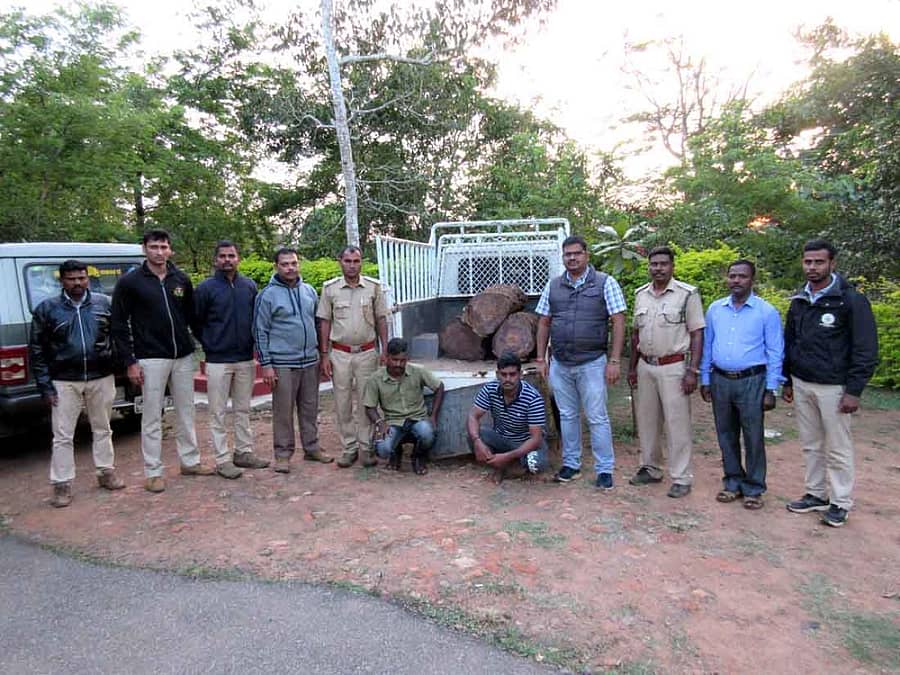 ಶನಿವಾರಸಂತೆ ಸಮೀಪದ ದೊಡ್ಡಕೊಳತ್ತೂರು ಗ್ರಾಮದಿಂದ ಗೂಡ್ಸ್ ಪಿಕಪ್ ವಾಹನದಲ್ಲಿ ಅಕ್ರಮವಾಗಿ ಸಾಗಿಸುತ್ತಿದ್ದ ₹3.80 ಲಕ್ಷ ಮೌಲ್ಯದ ನಾಟಾಗಳನ್ನು ಅರಣ್ಯ ವಲಯಾಧಿಕಾರಿ ಕೆ.ಕೊಟ್ರೇಶ್ ವಶಪಡಿಸಿಕೊಂಡಿದ್ದಾರೆ