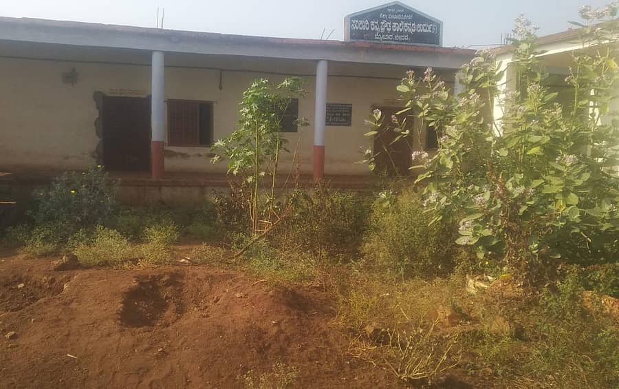 ಬೀದರ್ನ ಮೈಲೂರಿನಲ್ಲಿರುವ ಸರ್ಕಾರಿ ಕನ್ಯಾ(ಕನ್ನಡ ಹಾಗೂ ಉರ್ದು) ಪ್ರೌಢಶಾಲೆಯ ಆವರಣದಲ್ಲಿ ಗಿಡಗಳು ಬೆಳೆದು ನಿಂತಿರುವುದು
