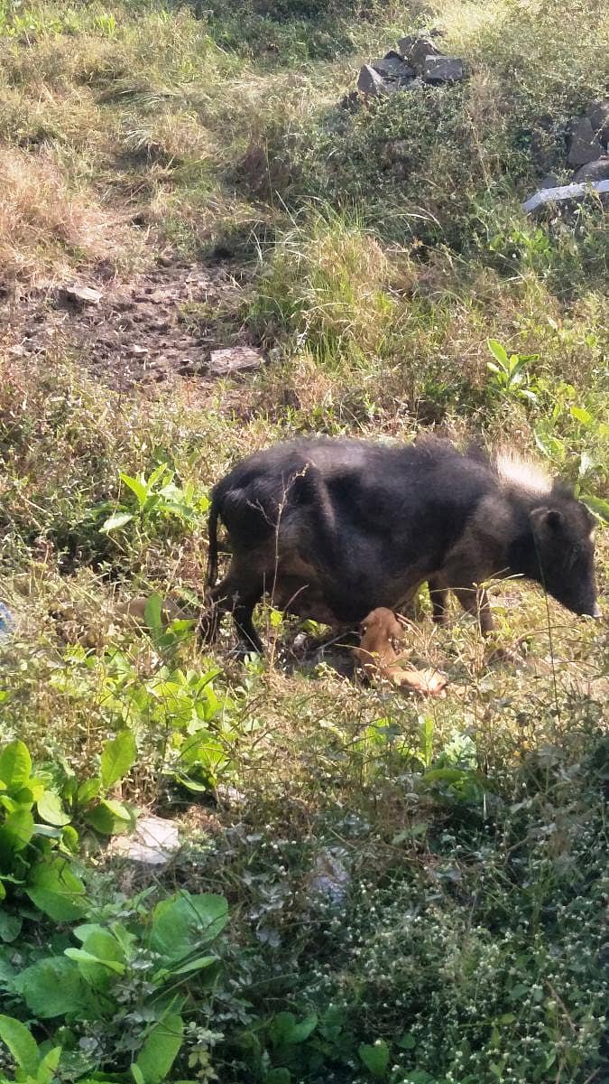 ಚಿಂಚೋಳಿಯ ಚಂದಾಪುರದಲ್ಲಿ ಹಂದಿಯೊಂದು ನಾಯಿ ಮರಿಗಳಿಗೆ ಭಾನುವಾರ ಹಾಲುಣಿಸಿತು