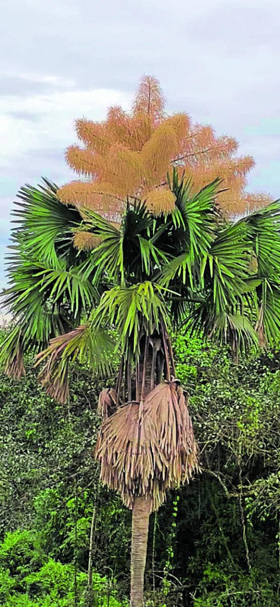 ಪರೀಕ ಎಂಬಲ್ಲಿ ಹೂಬಿಟ್ಟು ಕಂಗೊಳಿಸುತ್ತಿರುವ ಕಾಡುಶ್ರೀತಾಳೆ