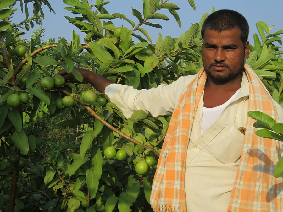 ಪೇರಲ ಹಣ್ಣಿನ ಗಿಡಗಳೊಂದಿಗೆ ಕೋಗಳಿ ಕೊಟ್ರೇಶ