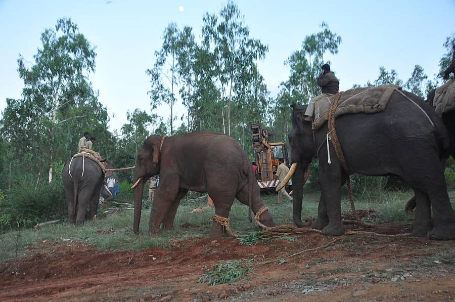 ಅರಣ್ಯದಲ್ಲಿ ಸೆರೆಸಿಕ್ಕ ಸಲಗವನ್ನು ದಸರಾ ಆನೆಗಳು ಕಾಡಿನಿಂದ ಹೊರಗೆ ಕರೆತಂದವು– ಪ್ರಜಾವಾಣಿ ಚಿತ್ರ
