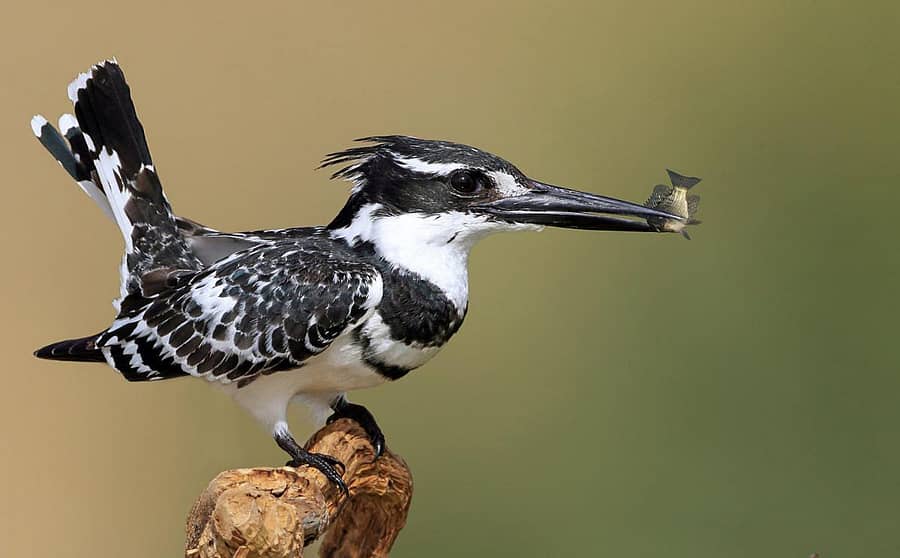 ಪೀಡ್ ಕಿಂಗ್ಫಿಶರ್