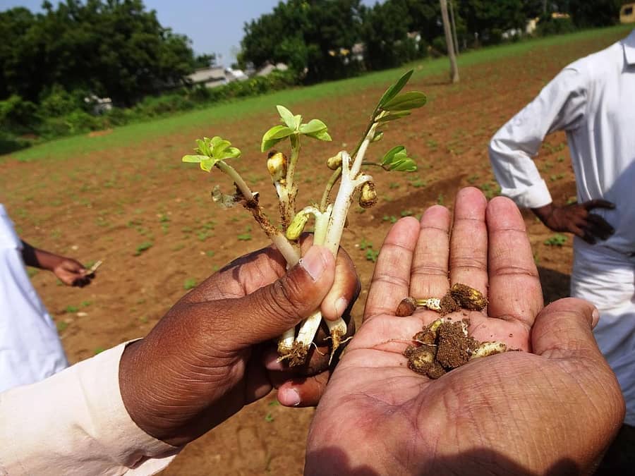 ಕಲಬುರ್ಗಿ ಜಿಲ್ಲೆ ವಾಡಿ ಸಮೀಪ ಬಿತ್ತನೆ ಮಾಡಿದ ಕಳಪೆ ಬೀಜವು ನೆಲದಲ್ಲಿಯೇ ಮುರುಟಿ ಹೋಗುತ್ತಿದೆ.