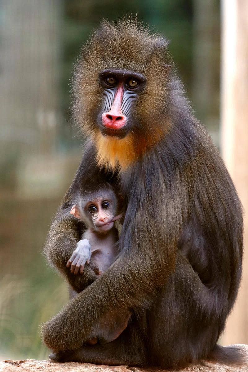 ಮ್ಯಾಂಡ್ರಿಲ್