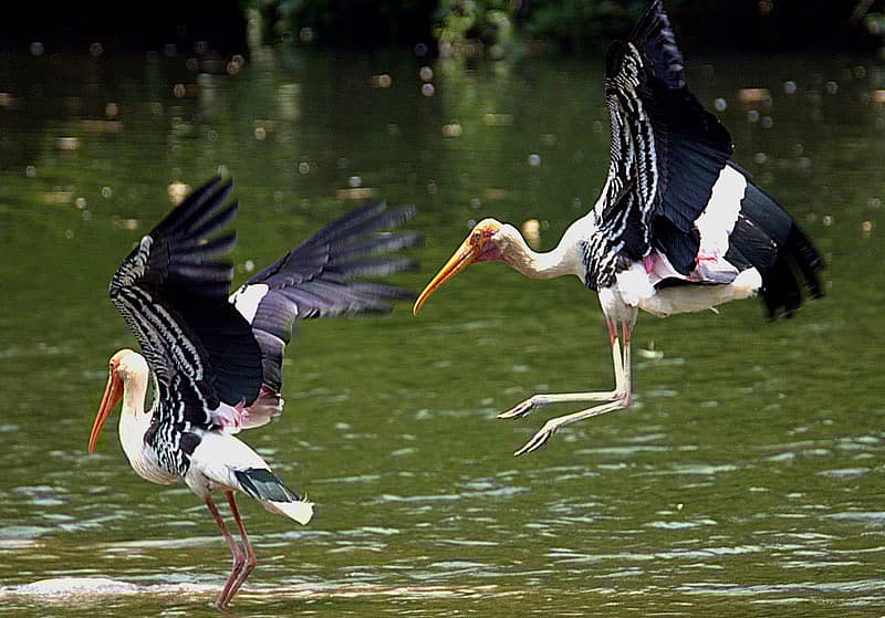 ಬಣ್ಣದ ಕೊಕ್ಕರೆ (ಪೈಂಟೆಡ್ ಸ್ಟಾರ್ಕ್)