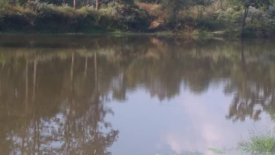 ಗೋಣಿಕೊಪ್ಪಲು ಬಳಿಯ ನಾಗರಹೊಳೆ ಅರಣ್ಯದಂಚಿನ ಮಜ್ಜಿಗೆಹಳ್ಳದ ಆನೆ ಕ್ಯಾಂಪ್ ಕೆರೆ