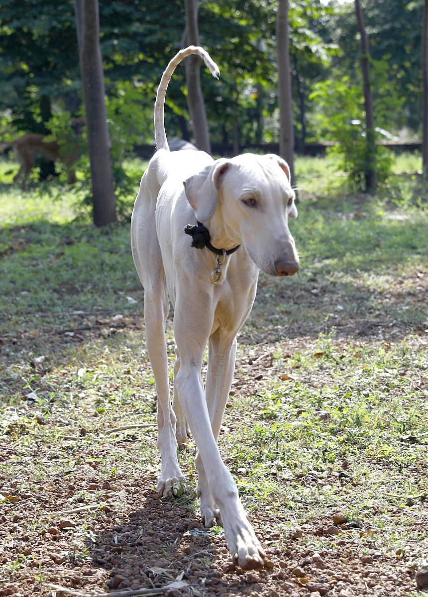 ಮುಧೋಳ ತಳಿ ನಾಯಿ