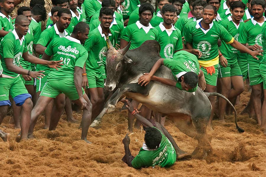 ಮಧುರೈನಲ್ಲಿ ನಡೆದ ಸಂಪ್ರದಾಯಿಕ ‘ಜಲ್ಲಿಕಟ್ಟು’ ಆಚರಣೆ