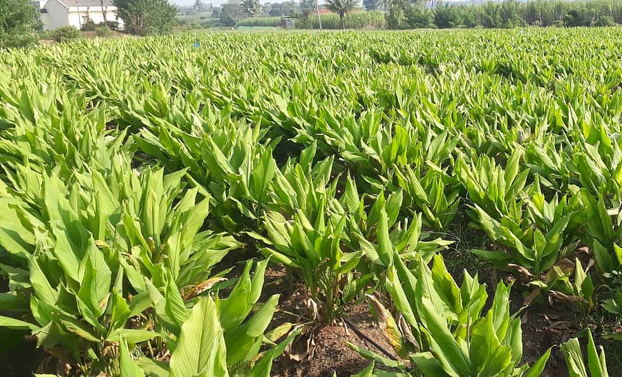 ನಿಪ್ಪಾಣಿ ತಾಲ್ಲೂಕಿನ ಚಾಂದಶಿರದವಾಡ ಗ್ರಾಮದ ರೈತ ದೇವೇಂದ್ರ ಪಾಟೀಲ ಅವರು ಬೆಳೆದಿರುವ ಅರಿಸಿನ ಬೆಳೆ