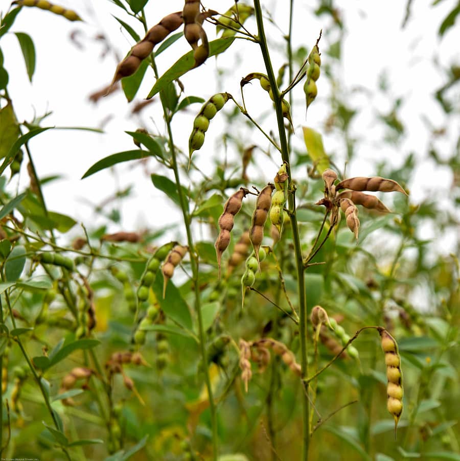 ತೊಗರಿ ಬೆಳೆ