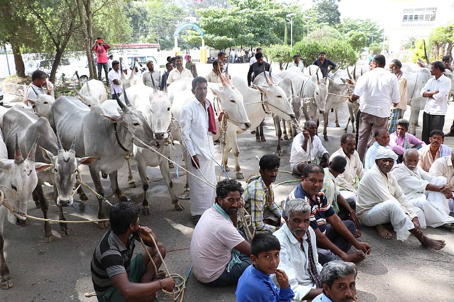 ದನಗಳ ಜಾತ್ರೆಗೆ ಮೂಲ ಸೌಕರ್ಯ ಒದಗಿಸುವಂತೆ ಆಗ್ರಹಿಸಿ ರೈತರು ಜಿಲ್ಲಾಧಿಕಾರಿ ಕಚೇರಿ ಎದುರು ರಾಸುಗಳೊಂದಿಗೆ ಪ್ರತಿಭಟನೆ ನಡೆಸಿದರು.