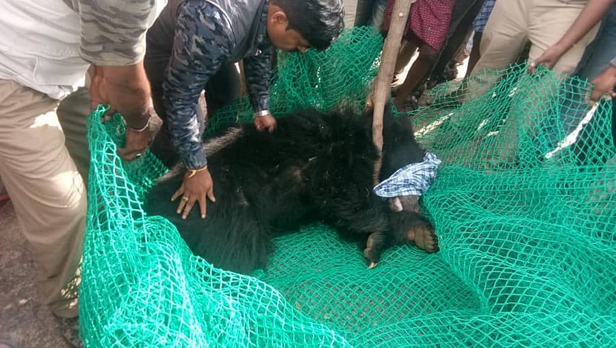 ಚಿನ್ನೇನಹಳ್ಳಿ ಗ್ರಾಮದ ಸಮೀಪ ಬಾಳೆ ತೋಟದಲ್ಲಿದ್ದ ಕರಡಿಯನ್ನು ಅರಣ್ಯ ಇಲಾಖೆಯ ಸಿಬ್ಬಂದಿ ಸೆರೆ ಹಿಡಿದರು