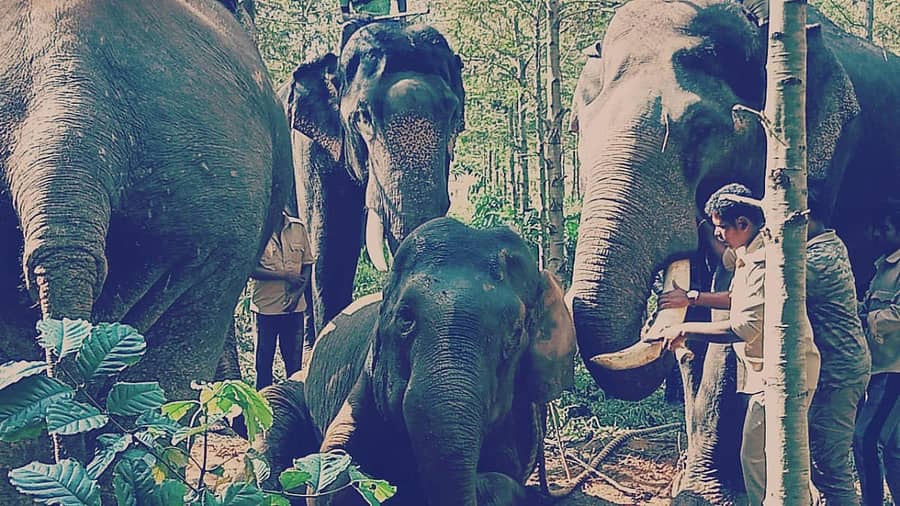 ಅನಾರೋಗ್ಯದಿಂದ ಕುಸಿದು ಬಿದ್ದಿರುವ ಕಾಡಾನೆಯನ್ನು ಸಾಕಾನೆಗಳ ನೆರವಿನಿಂದ ಎಬ್ಬಿಸಿ ನಿಲ್ಲಿಸಲು ಪ್ರಯತ್ನಿಸಿದ ಅರಣ್ಯ ಇಲಾಖೆ ಸಿಬ್ಬಂದಿ