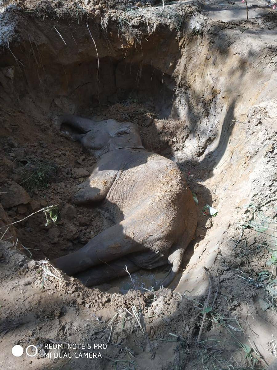 ಅನಾರೋಗ್ಯದಿಂದ ಮೃತಪಟ್ಟ ಕಾಡಾನೆ