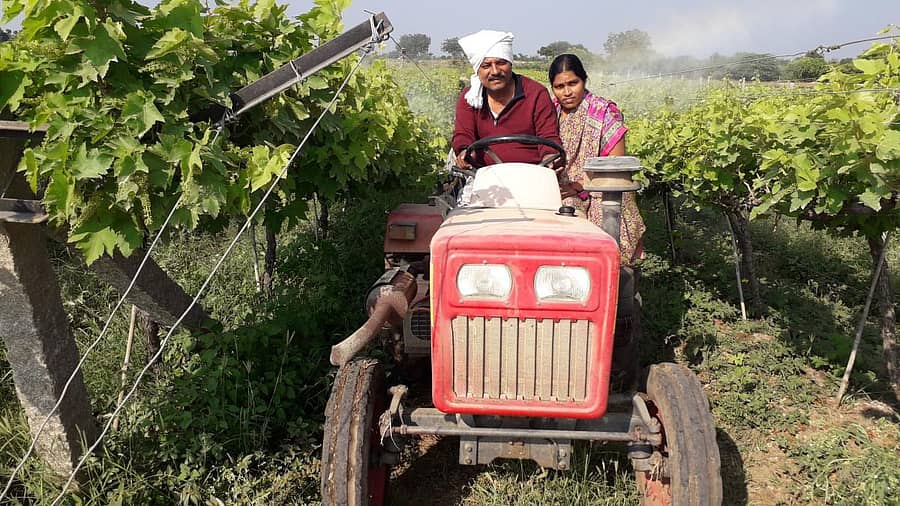 ಹರನಾಳ ಗ್ರಾಮದ ಶಂಕರಗೌಡ ಕೋಟಿಖಾನಿ ದಂಪತಿ ಟ್ರಾಕ್ಟರ್ ಮೂಲಕ ದ್ರಾಕ್ಷಿ ಬೆಳೆಗೆ ಔಷಧಿ ಸಿಂಪಡಣೆ ಮಾಡುತ್ತಿರುವುದು