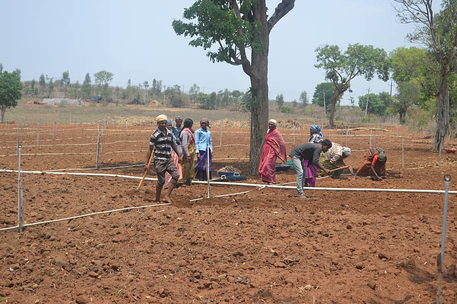 ಹುಣಸೂರು ತಾಲ್ಲೂಕಿನಲ್ಲಿ ಆರಂಭವಾದ ಶುಂಠಿ ಬೇಸಾಯಕ್ಕೆ ಭೂಮಿ ಹದಗೊಳಿಸುವಲ್ಲಿ ನಿರತರಾದ ಕೃಷಿ ಕಾರ್ಮಿಕರು