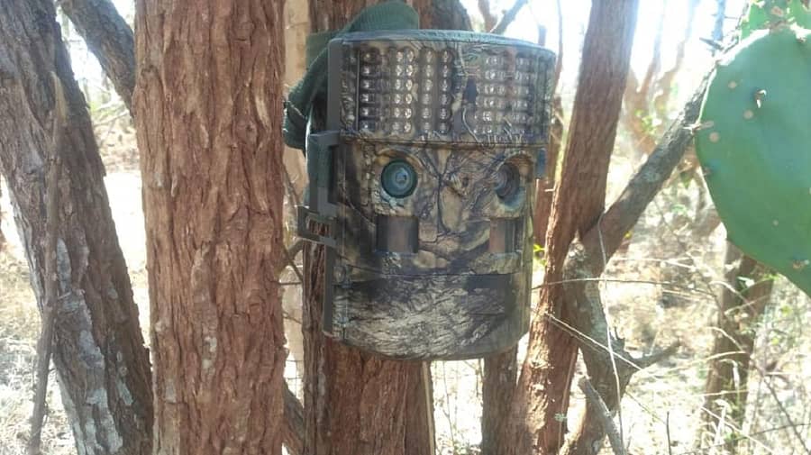 ಮರವೊಂದಕ್ಕೆ ಕ್ಯಾಮೆರಾ ಟ್ರ್ಯಾಪ್ ಅಳವಡಿಸಿರುವುದು